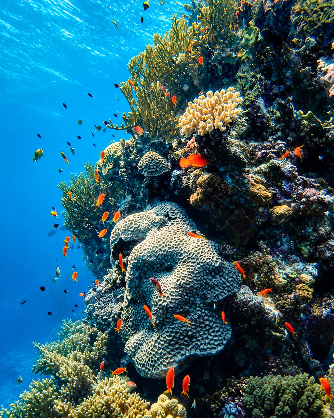 Coral Reefs in Sri Lanka